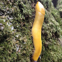 Banana Slug