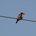 White throated Kingfisher