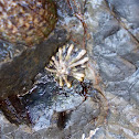 Siphon Limpet