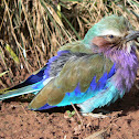 Lilac Breasted Roller Bird