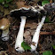 Wine Cap - Stropharia rugosoannulata