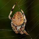 Orb Spider