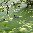 Eastern Painted Turtle