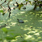 Eastern Painted Turtle