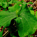 Twin Leaf (fruiting)
