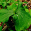 Twin Leaf (fruiting)