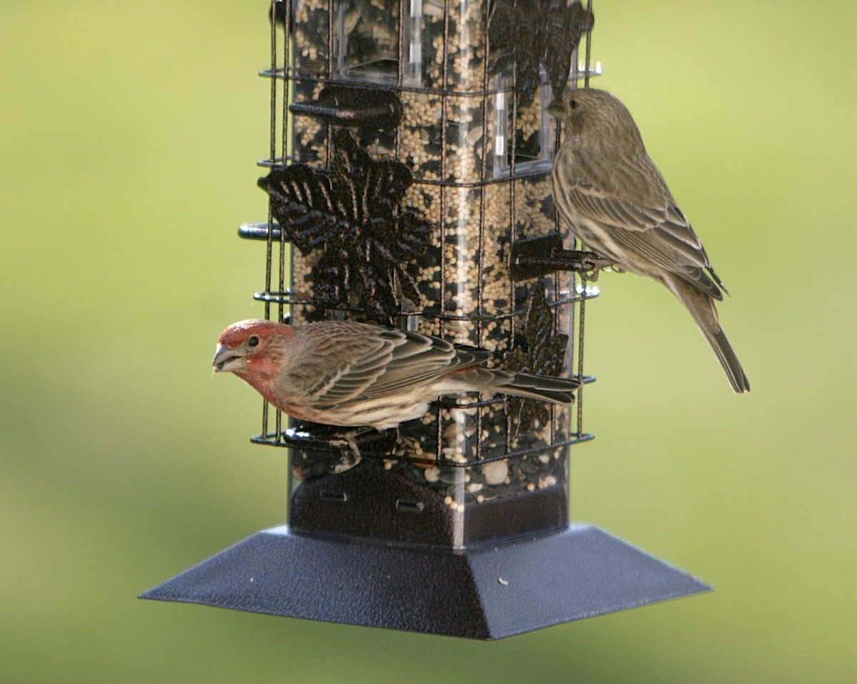 House Finch