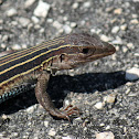 Yucatan Whiptail