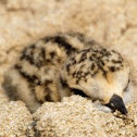 Kentish Plover chick