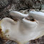 bracket mushroom