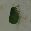 Leaf Hopper
