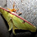 Luna Moth