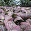 Nerve Plant, Mosaic Plant