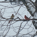 Northern Cardinal