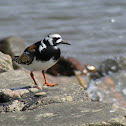 Ruddy Turnstone