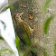 Laced Woodpecker