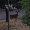Mule deer