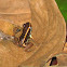 Lovely Poison Frog
