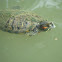 Red-eared slider