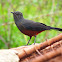 Mocking Cliff Chat