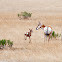 Pronghorn