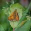 Large Skipper