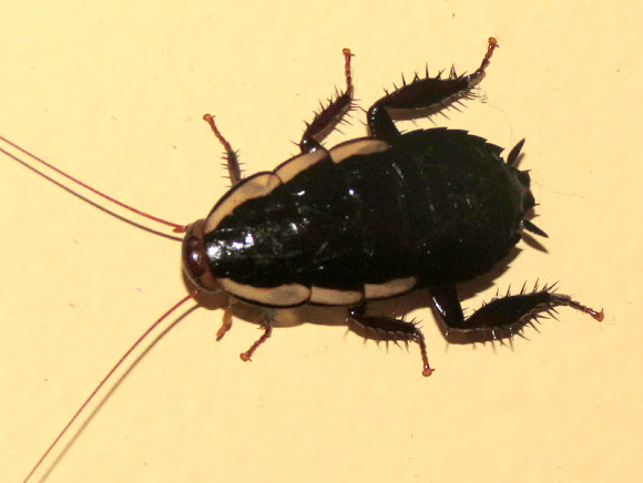 Spotting Image 1