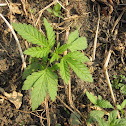 Cannabis