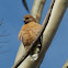Red-shouldered Hawk