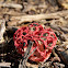 Basket Stinkhorn