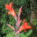 Canna Lily