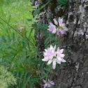 Crown Vetch / Bunte Kronwicke