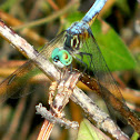 Blue Dasher Dragonfly