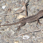 Western Fence Lizard