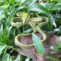 Asian Vine Snake
