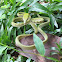 Asian Vine Snake