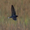Barn Swallow