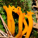 Common Yellow Staghorn