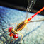West Indian Firetail