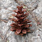 Pinecone