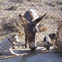 Donkey (Asino)