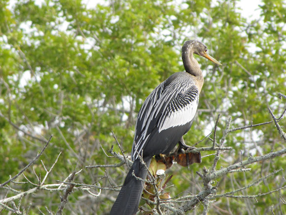 Spotting Image 1