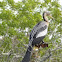 Anhinga