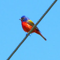 Oklahoma and Texas Wildlife