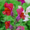 Snapdragon