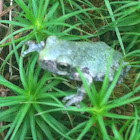 Gray Treefrog