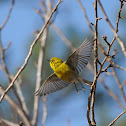 Pine Warbler