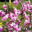 Eastern Redbud, or Judas Tree