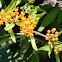 Butterfly Weed