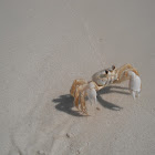 Ghost crab